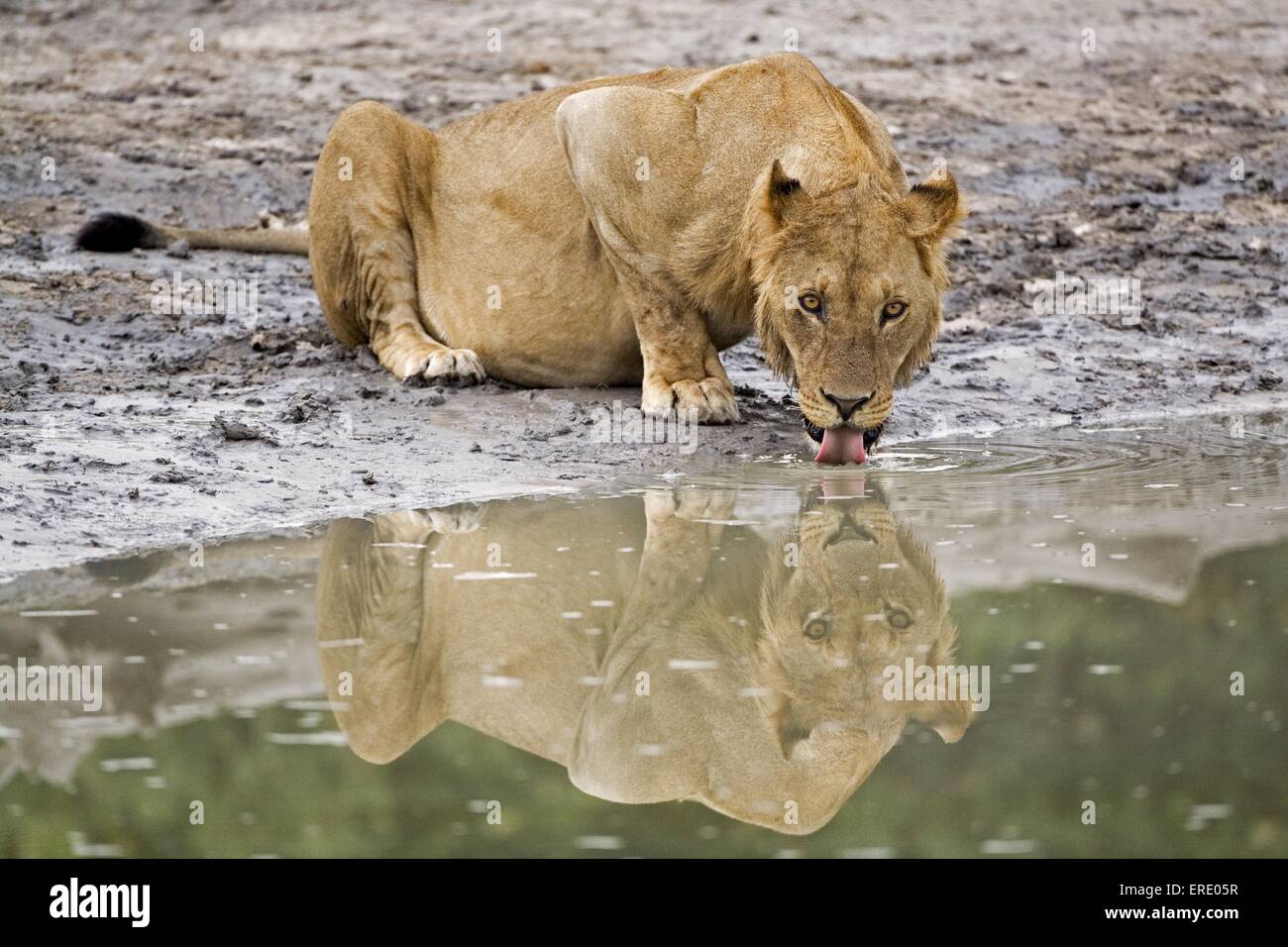 Löwin zu trinken Stockfoto