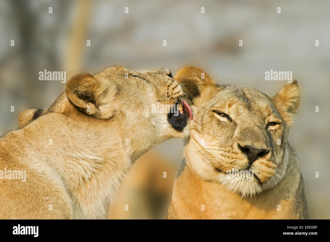 Löwen kuscheln portrait -Fotos und -Bildmaterial in hoher Auflösung – Alamy