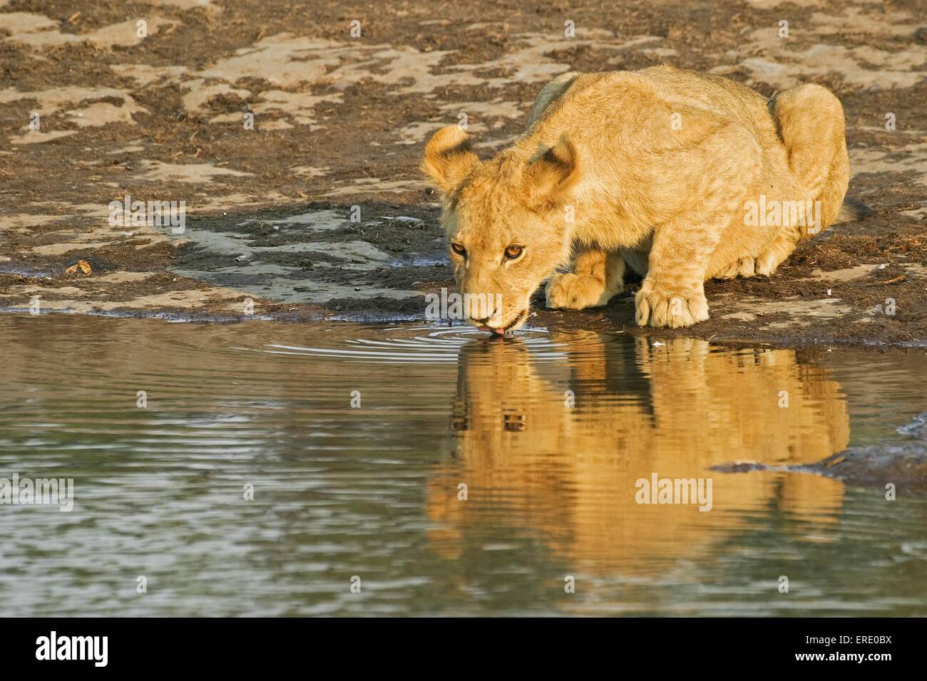 junger Löwe trinken Stockfoto