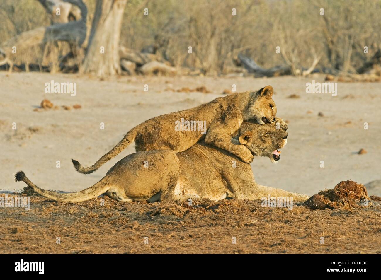 Löwen spielen Stockfoto