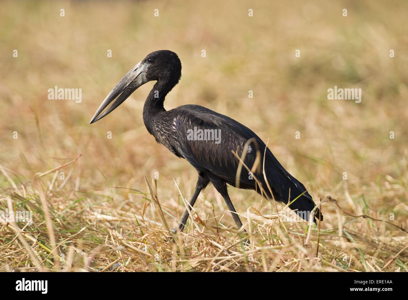 Afrikanische Openbill Storch Stockfoto