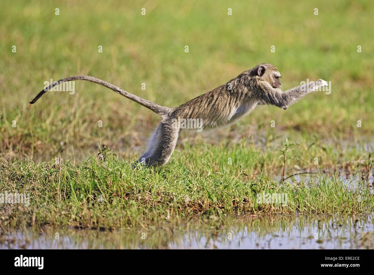 Green monkey Stockfoto