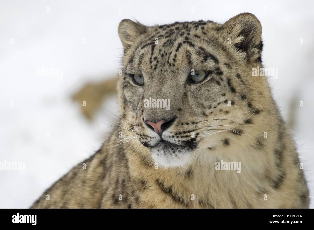 Schneeleopard-Porträt Stockfoto