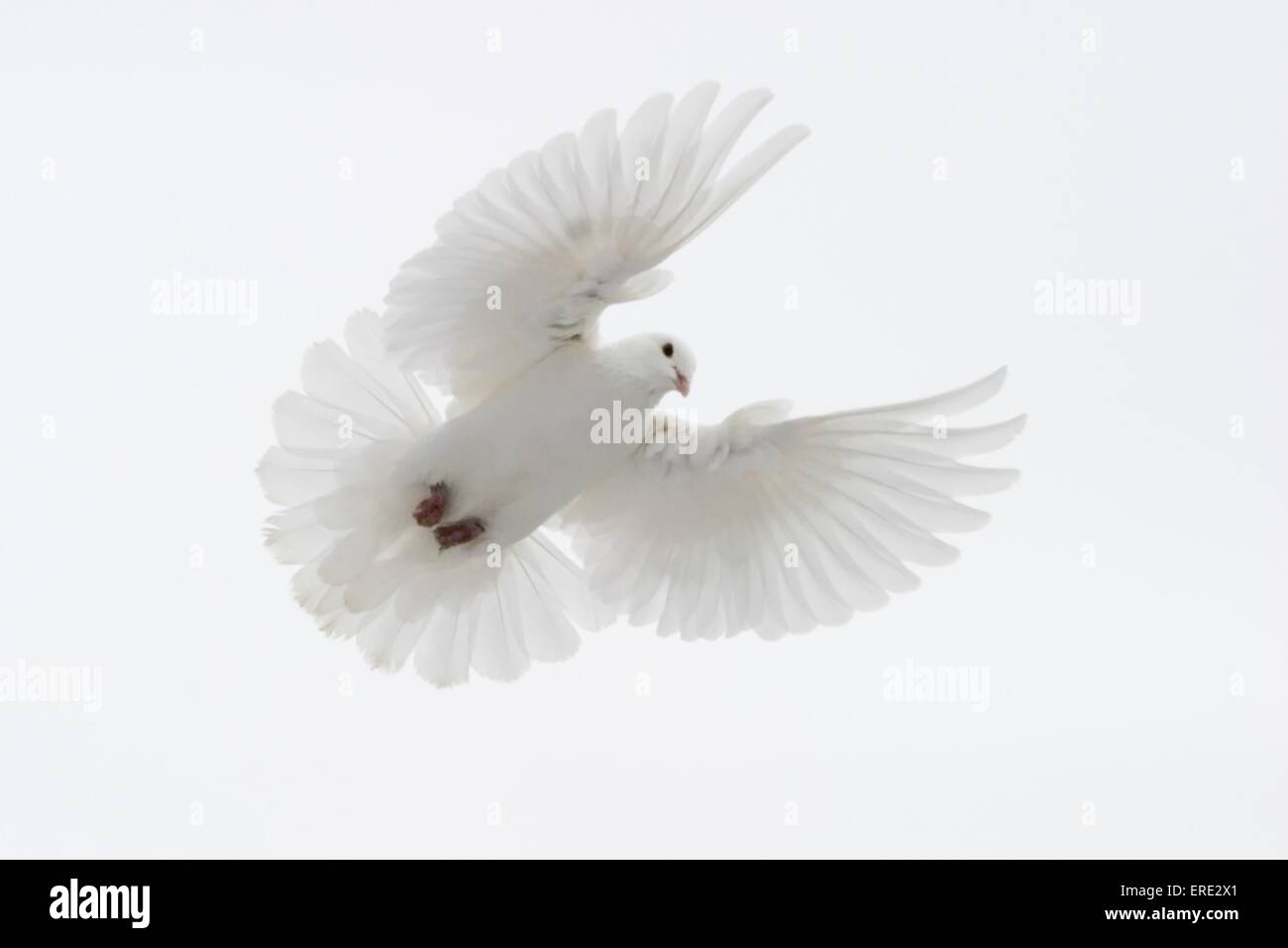 weiße Tauben fliegen Stockfoto