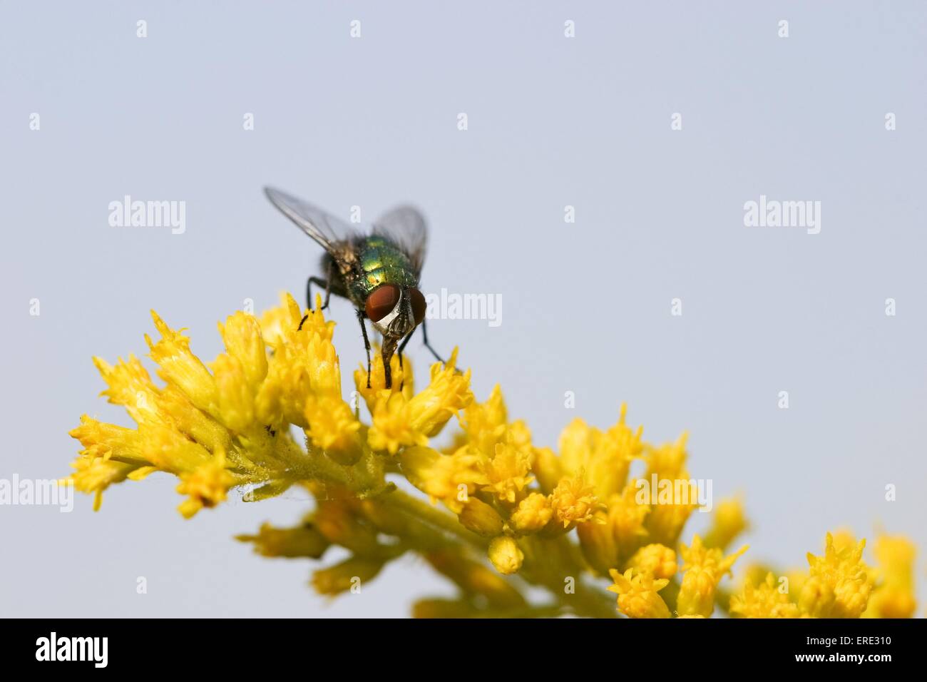 Schmeißfliege Stockfoto