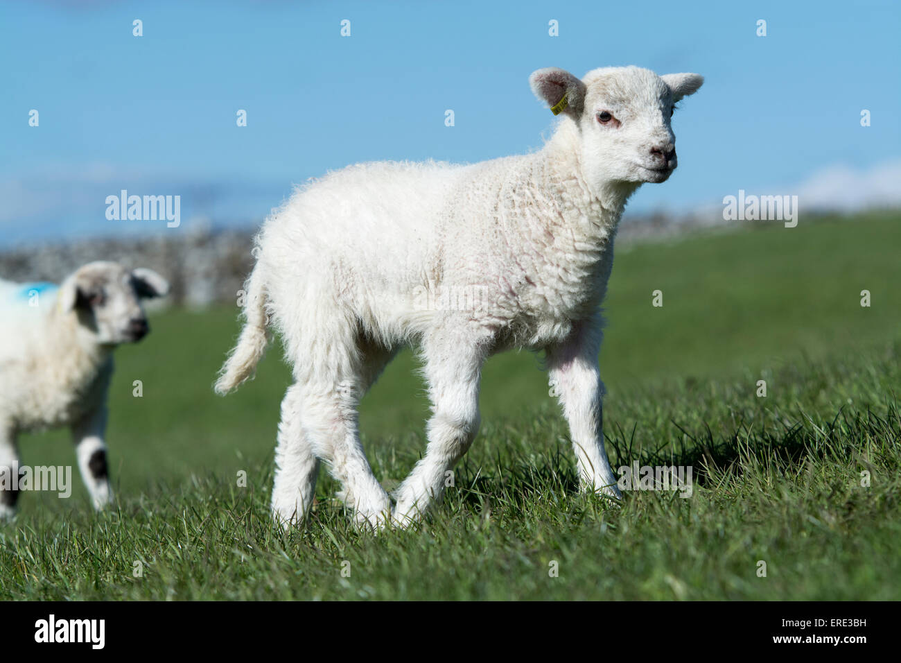 Junge Texel gekreuzt Lämmer spielen in Felder, Frühling. Cumbria, UK. Stockfoto