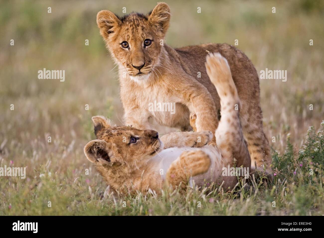 Junge Löwen Stockfoto