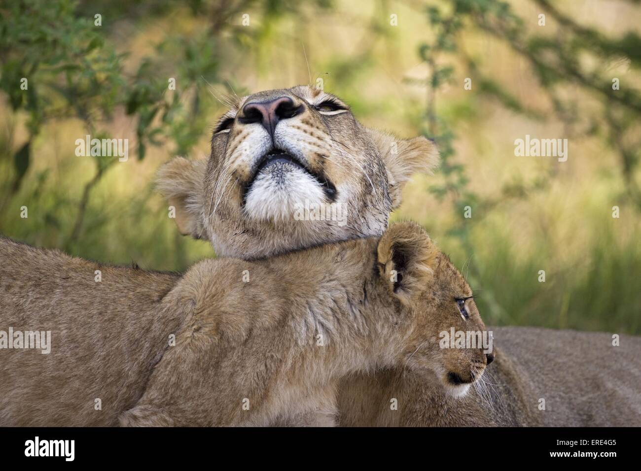Löwen kuscheln portrait -Fotos und -Bildmaterial in hoher Auflösung – Alamy