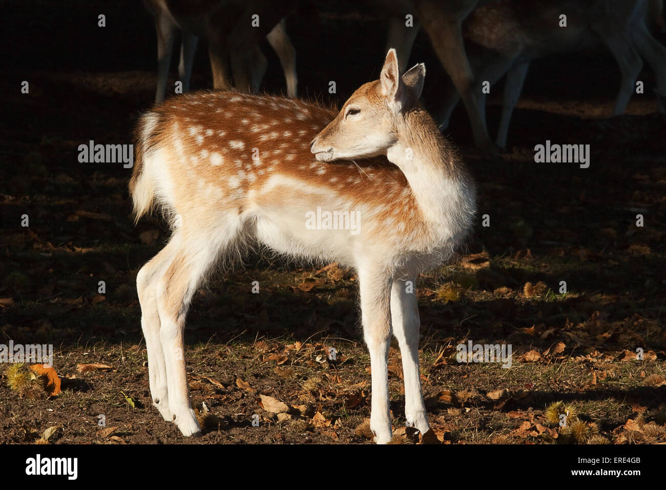 junges Reh leckt es ist zurück Stockfoto