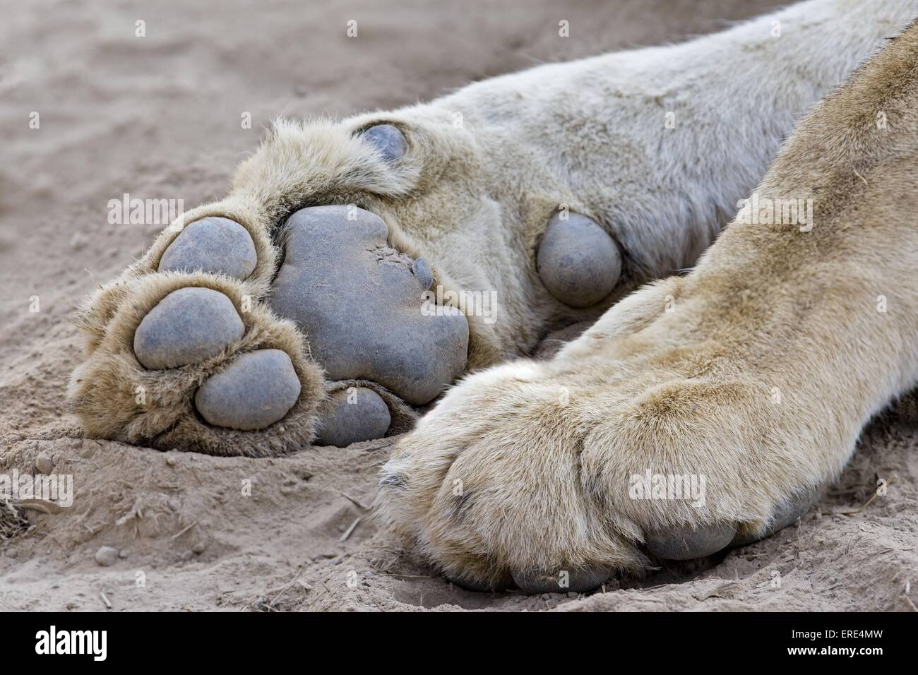 Löwen Pfoten Stockfoto