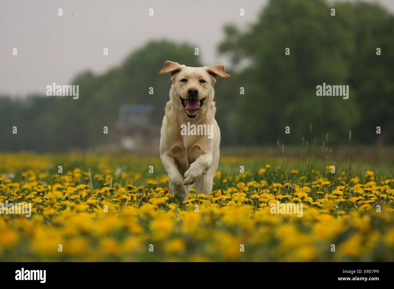 Hundeschild Metallschild – Collage Mit Blondem & Braunem Labrador, DIN A5, Für Garten Oder Haustür