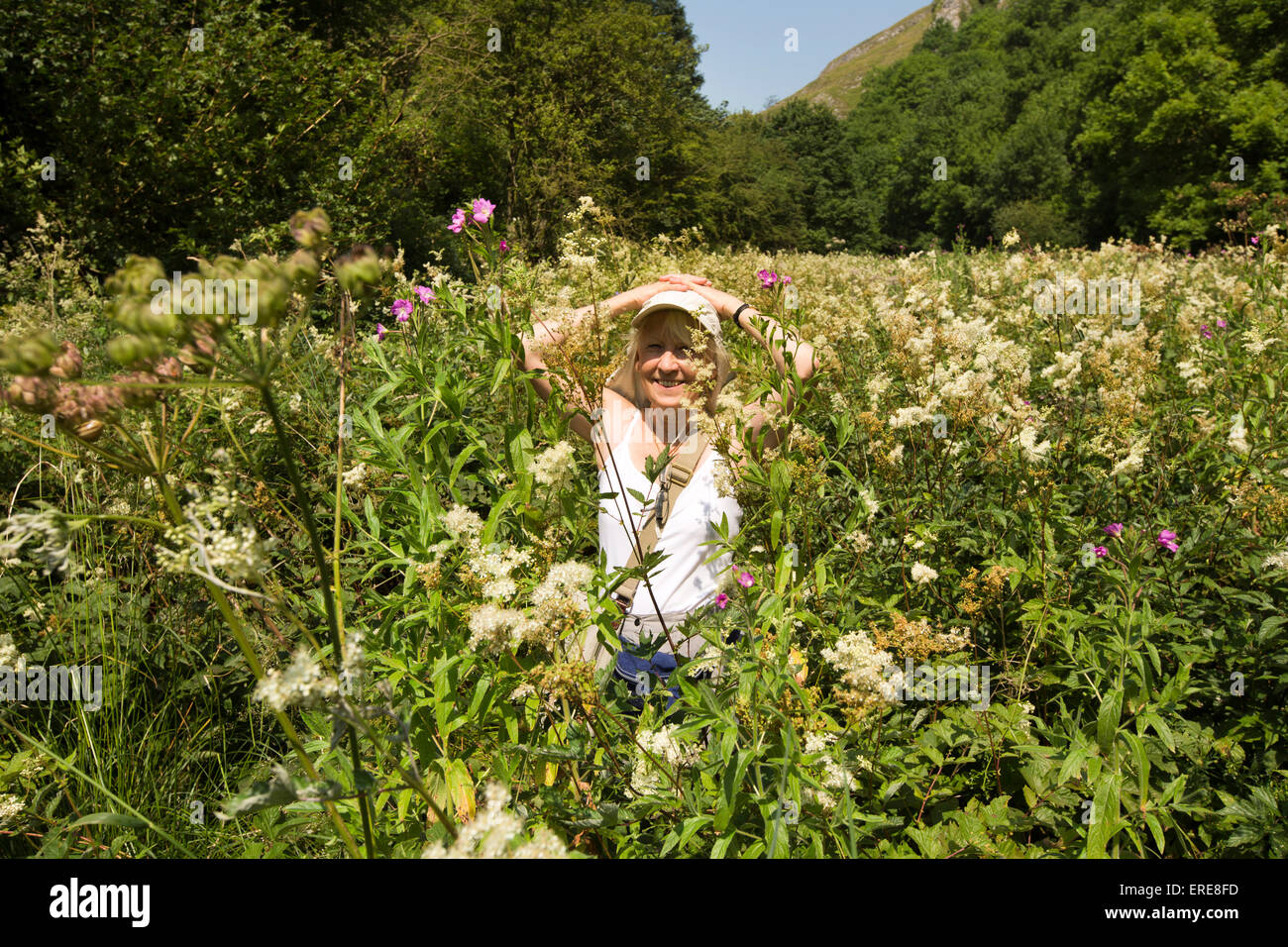 Großbritannien, England, Staffordshire, Dovedale, Wanderer zu Fuß durch Kopf hoch Wildblumen am Uferweg Stockfoto