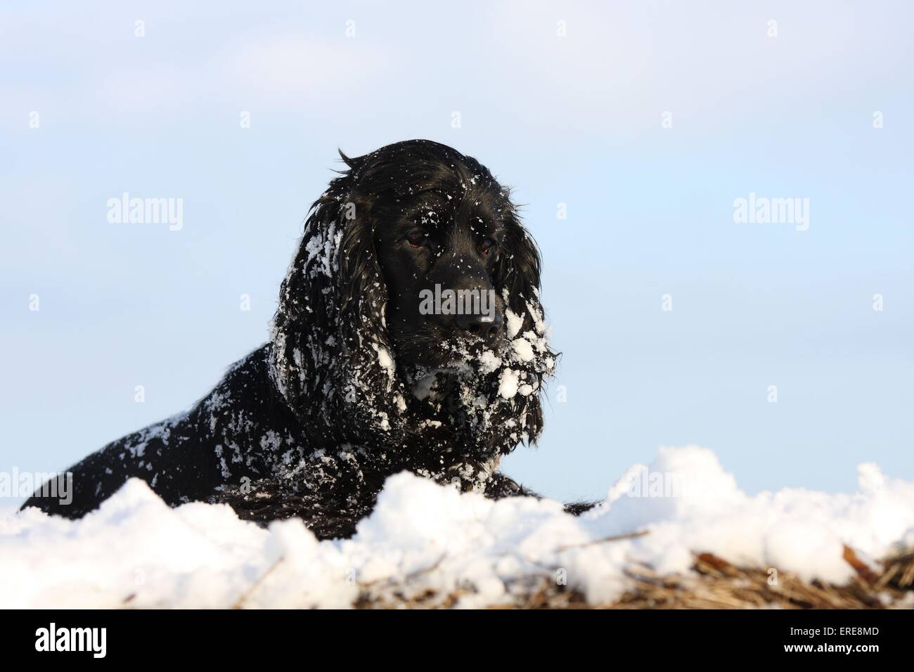 Cocker Spaniel Stockfoto