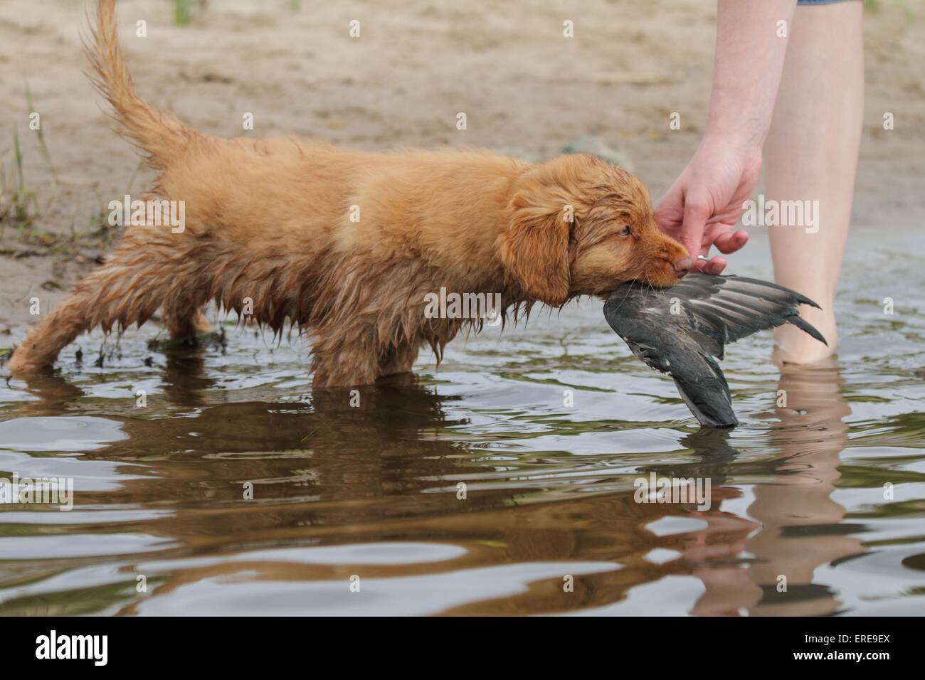 Nova Scotia Duck Tolling Retriever Welpe Stockfoto
