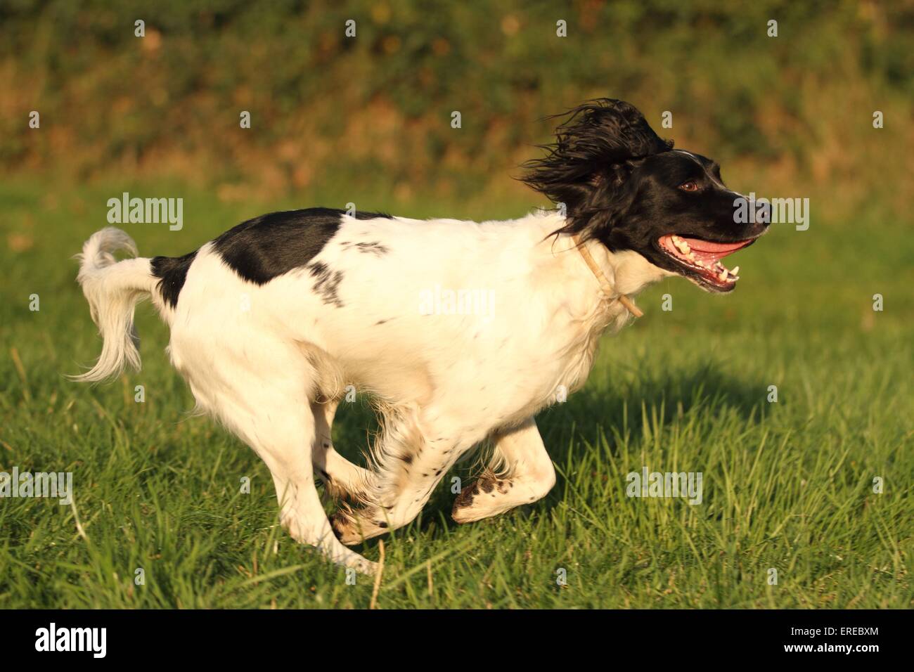 Englisch Springer Spaniel ausgeführt Stockfoto