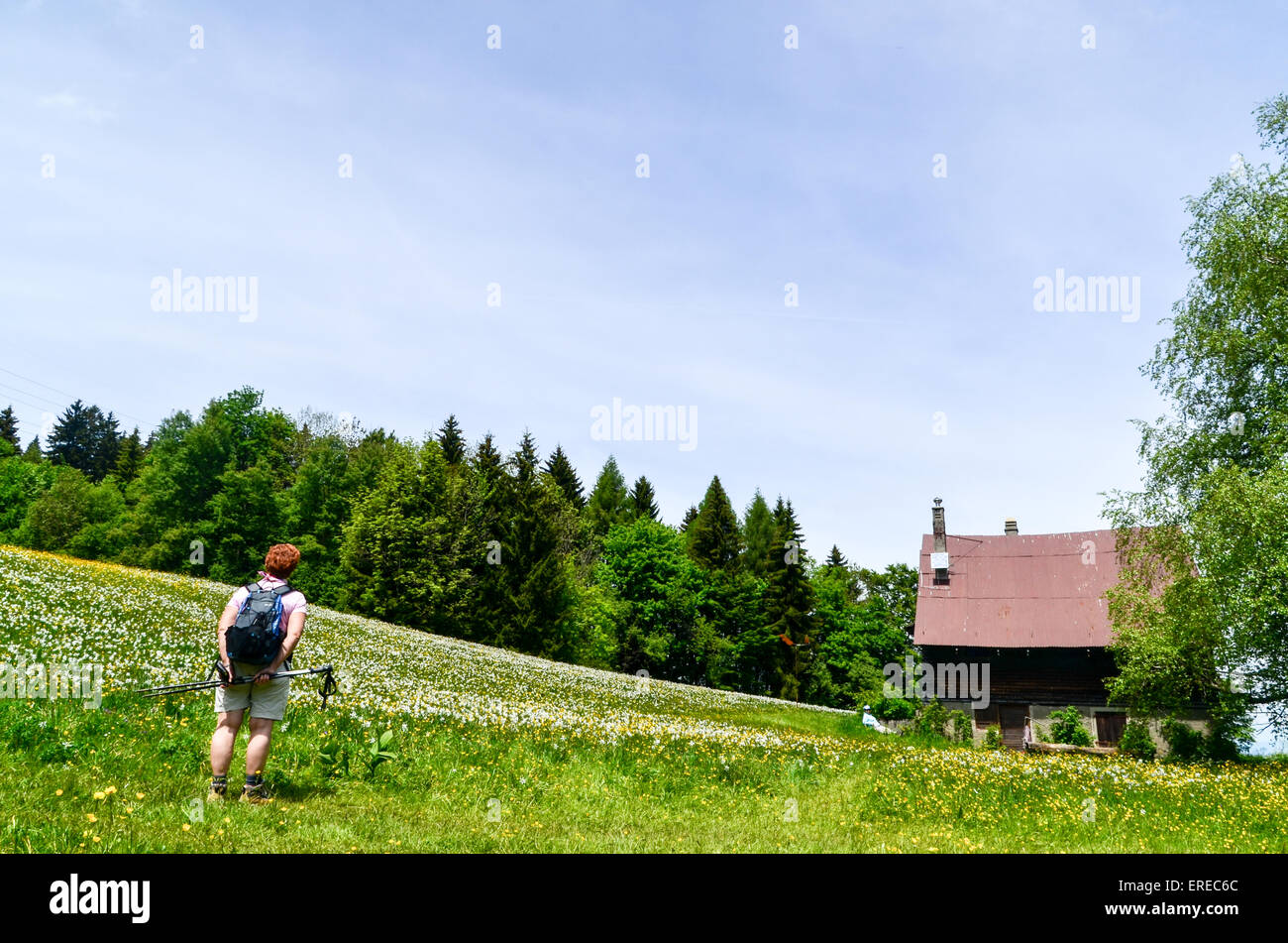 Wanderer, die gerade der Blumen der Schweiz Stockfoto