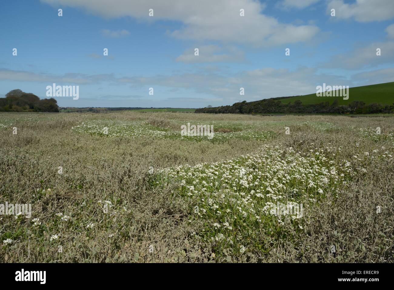 Englische Skorbut-Rasen / Long-leaved Skorbut Grass (Cochlearia Anglica) Blüte auf Salzwiesen neben einem Priel, Cornwall, UK Stockfoto