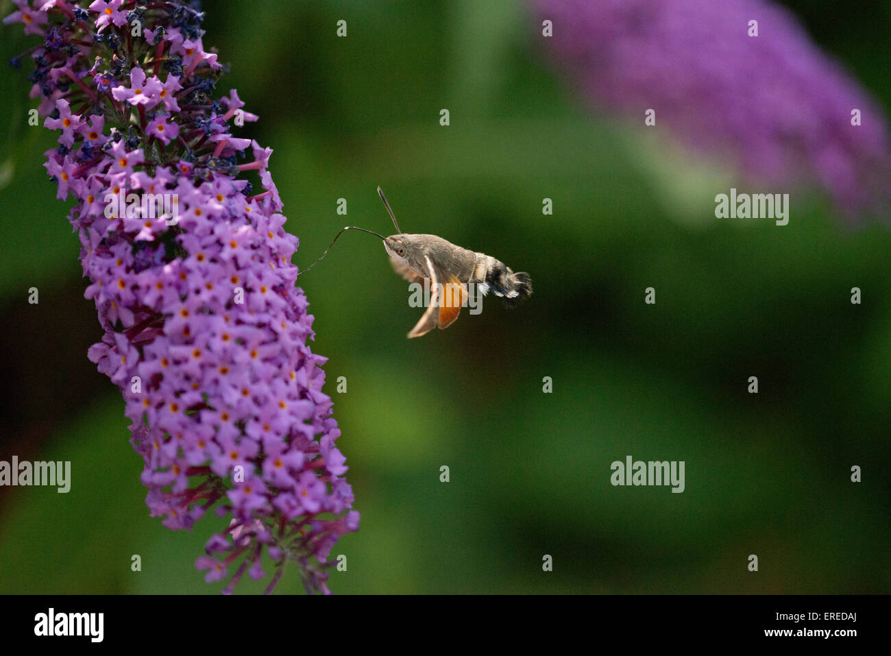 Humming Bird Hawk Moth Macroglossum Stellatarum im Flug Fütterung auf Sommerflieder Blume Stockfoto