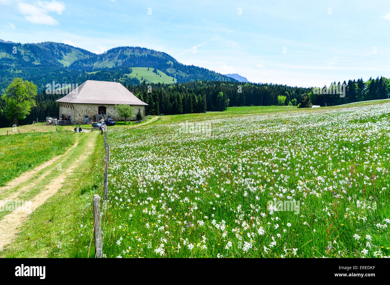 Narzisse Blumen in den Bergen der Schweiz in der Nähe von Prantin, Montreux  Stockfotografie - Alamy