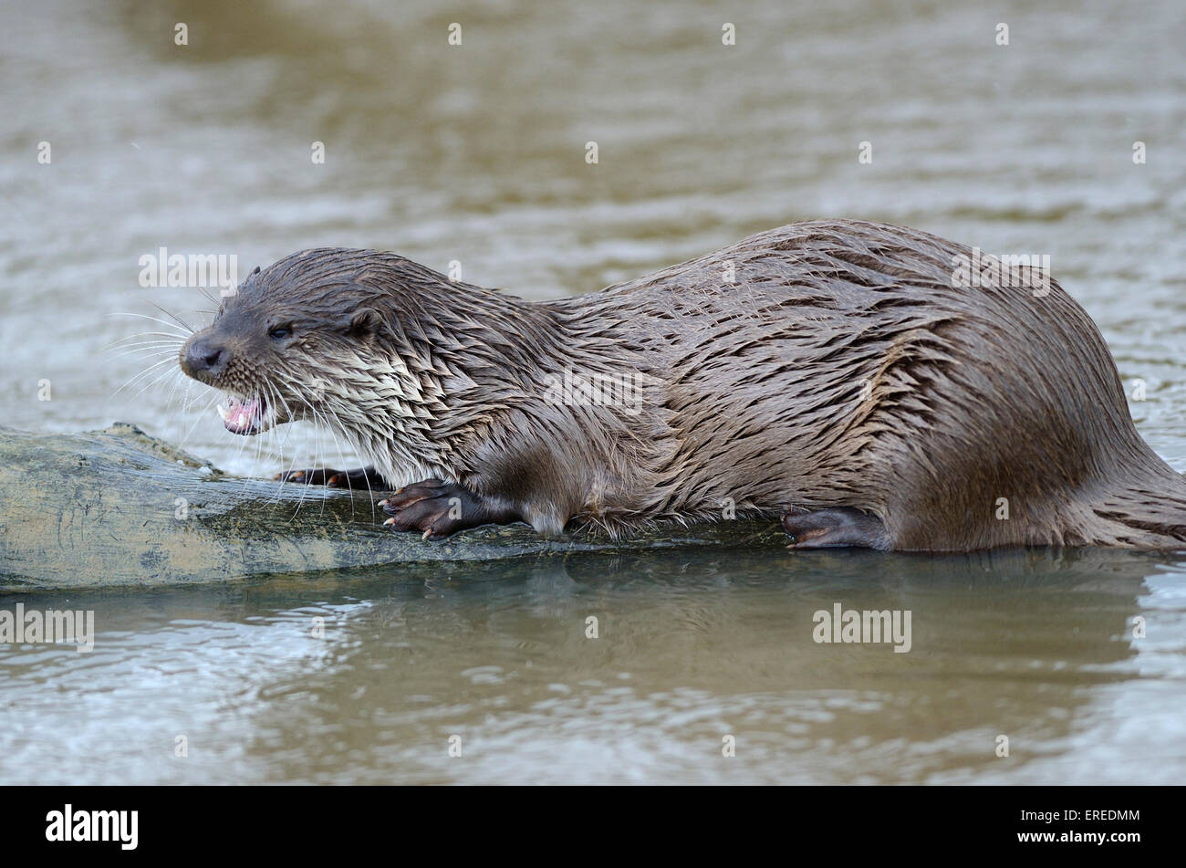 Fischotter im Wasser UK Essen Stockfoto