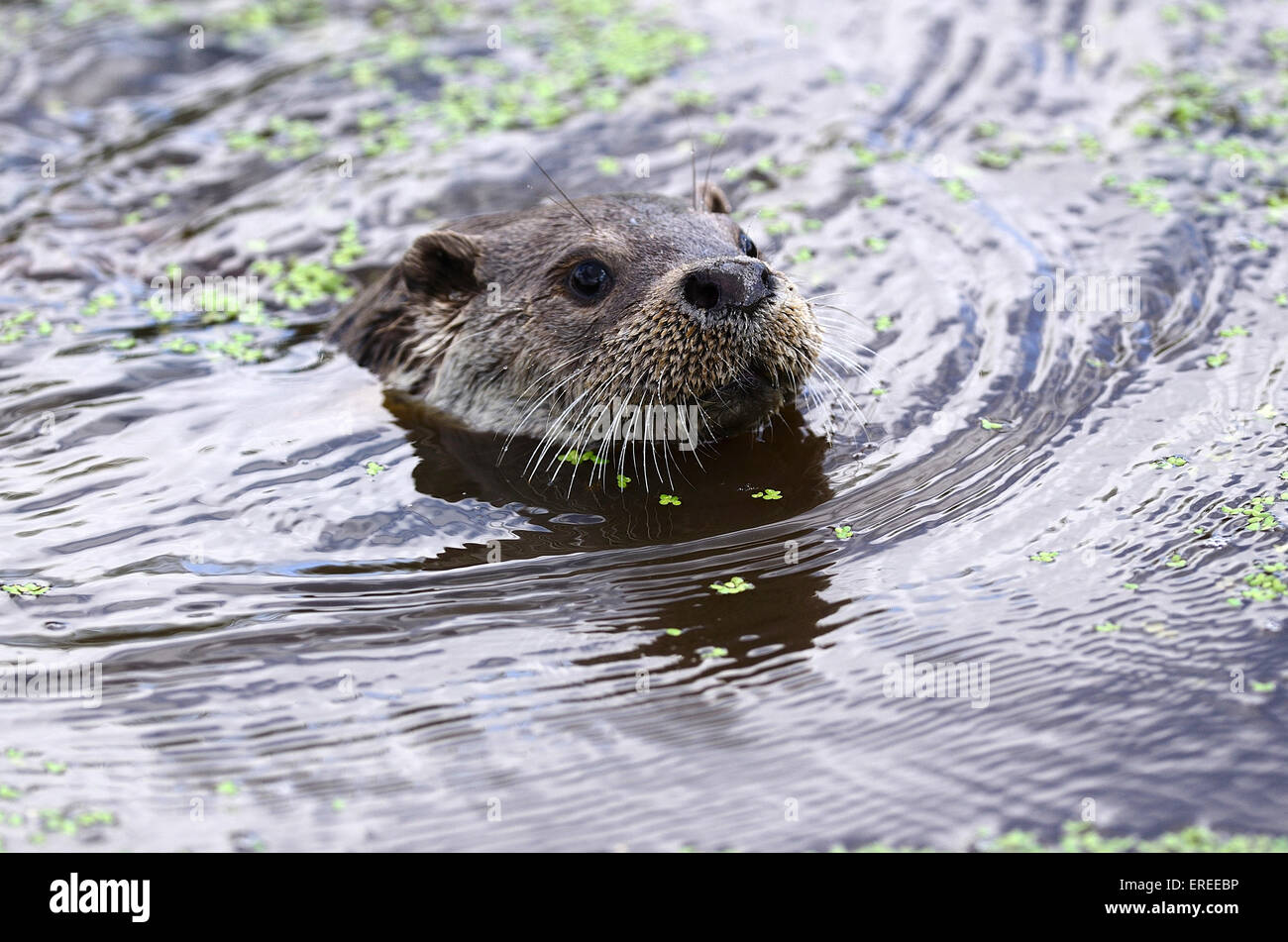 Otter Schwimmen im Wasser UK Stockfoto
