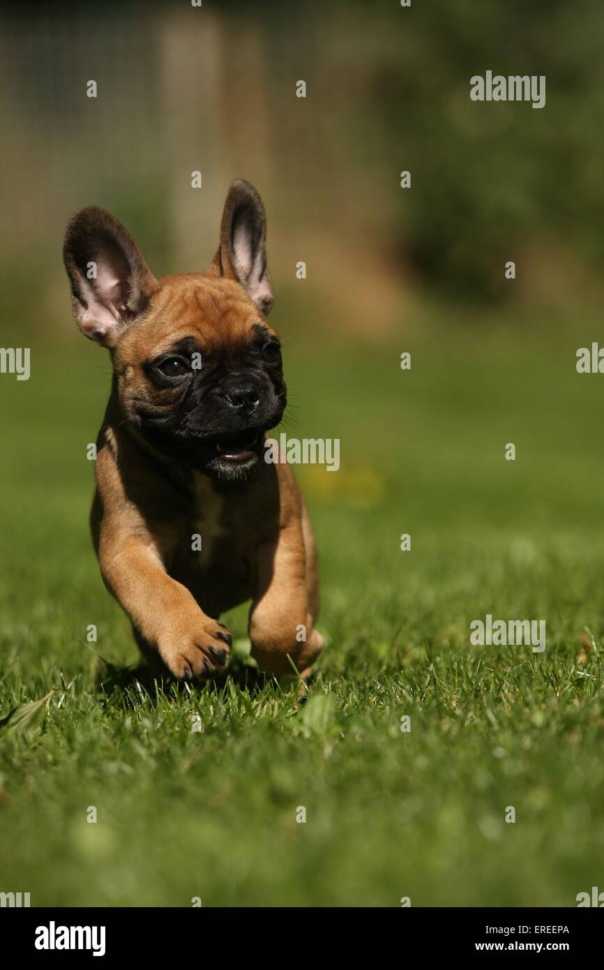 Französische Bulldogge Welpen Was Muss Ich Beachten Französische bulldoggen welpe -Fotos und -Bildmaterial in hoher