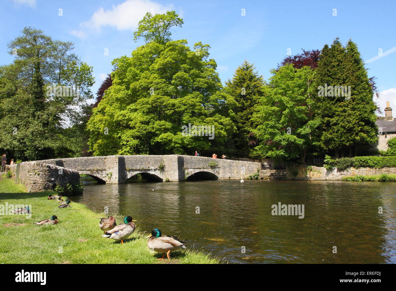 Eine mittelalterliche Lastesel-Brücke überspannt den Fluss Wye bei Ashford-in-the-Water, einem hübschen Dorf im Peak District National Park, UK Stockfoto