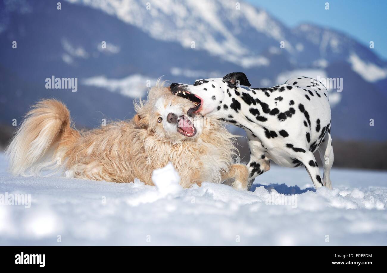 2 Hunde Stockfoto