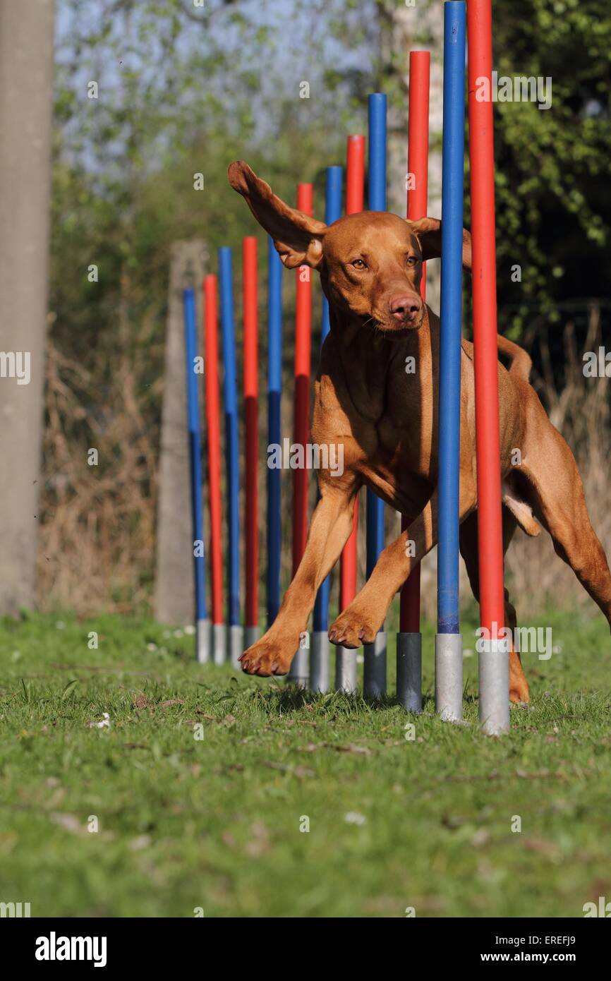 kurzhaarigen Magyar Vizsla bei agility Stockfoto