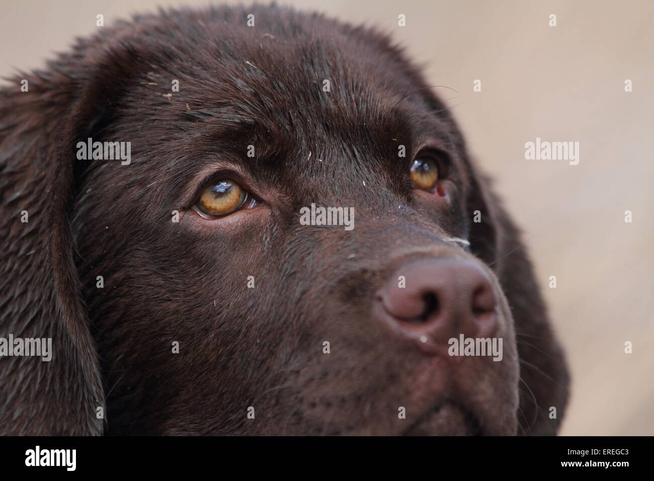 junger Labrador Retriever Stockfoto