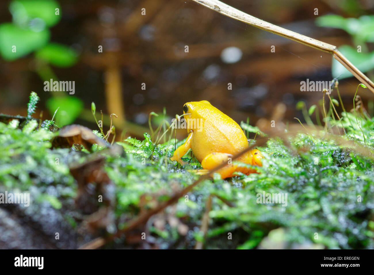 Bunte Golden Dart Frog, Pfeilgiftfrosch im Terrarium. Stockfoto