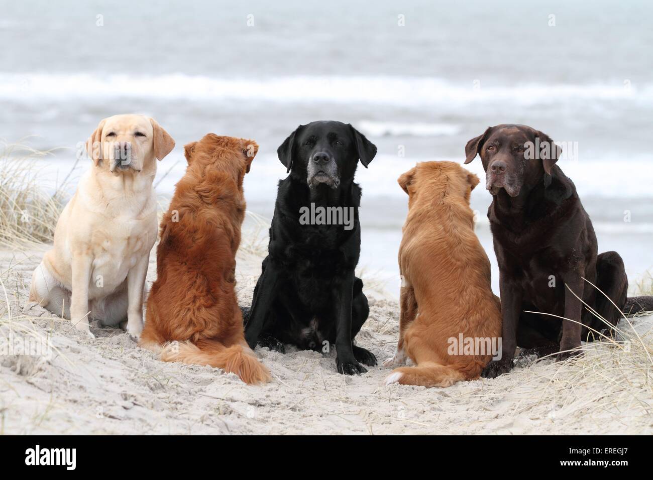 5 Hunde Stockfoto