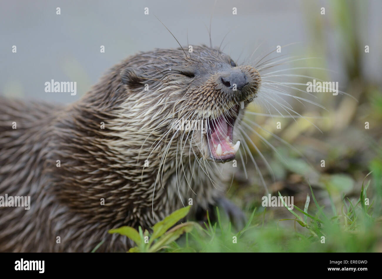 Otter mit seinen Mund öffnen UK Stockfoto