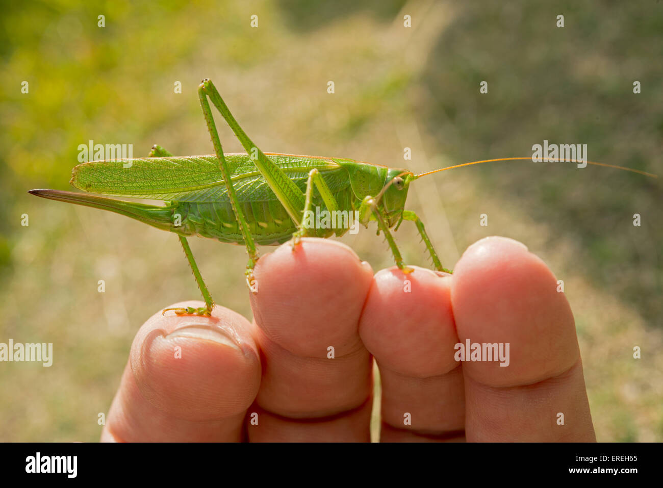 Große grüne Bush Cricket Tettigonia Viridissima auf einer hand Stockfoto
