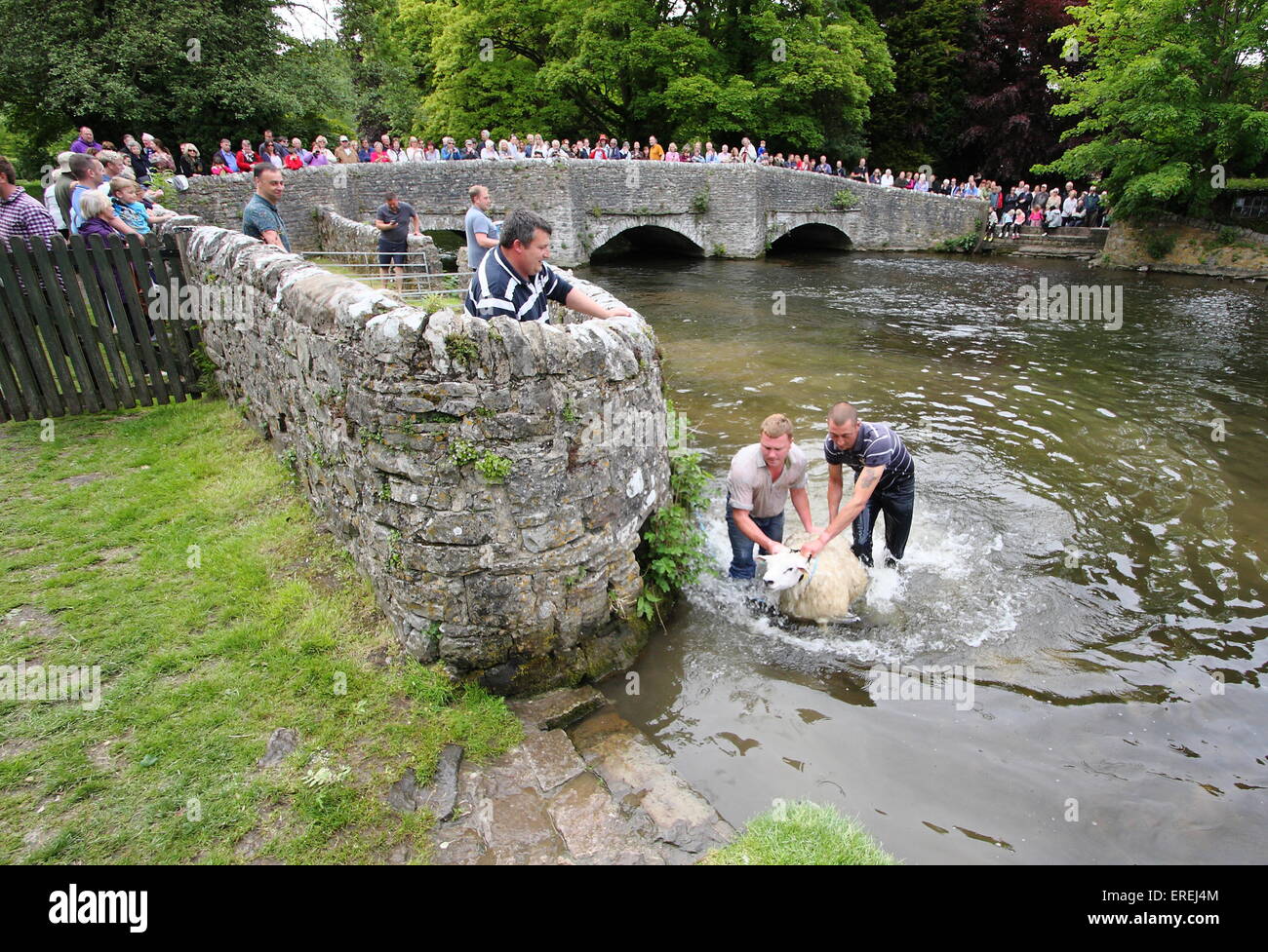 Schafe werden in den Fluss Wye im Ashford-in-the-Water von Sheepwash Brücke im Peak District National Park, Derbyshire, UK getaucht. Stockfoto