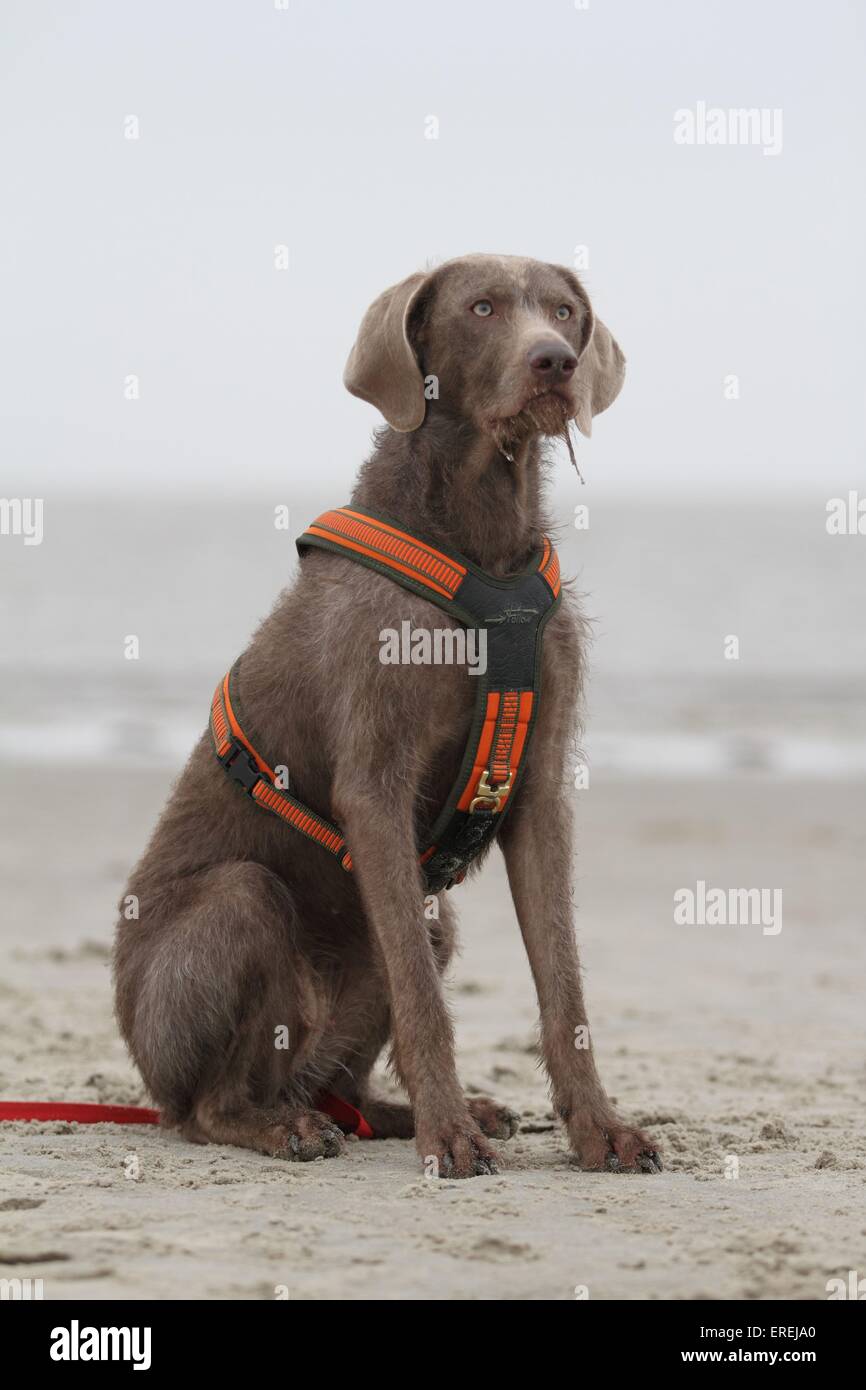 sitzt der slowakischen rauhaar Vorstehhund Stockfoto