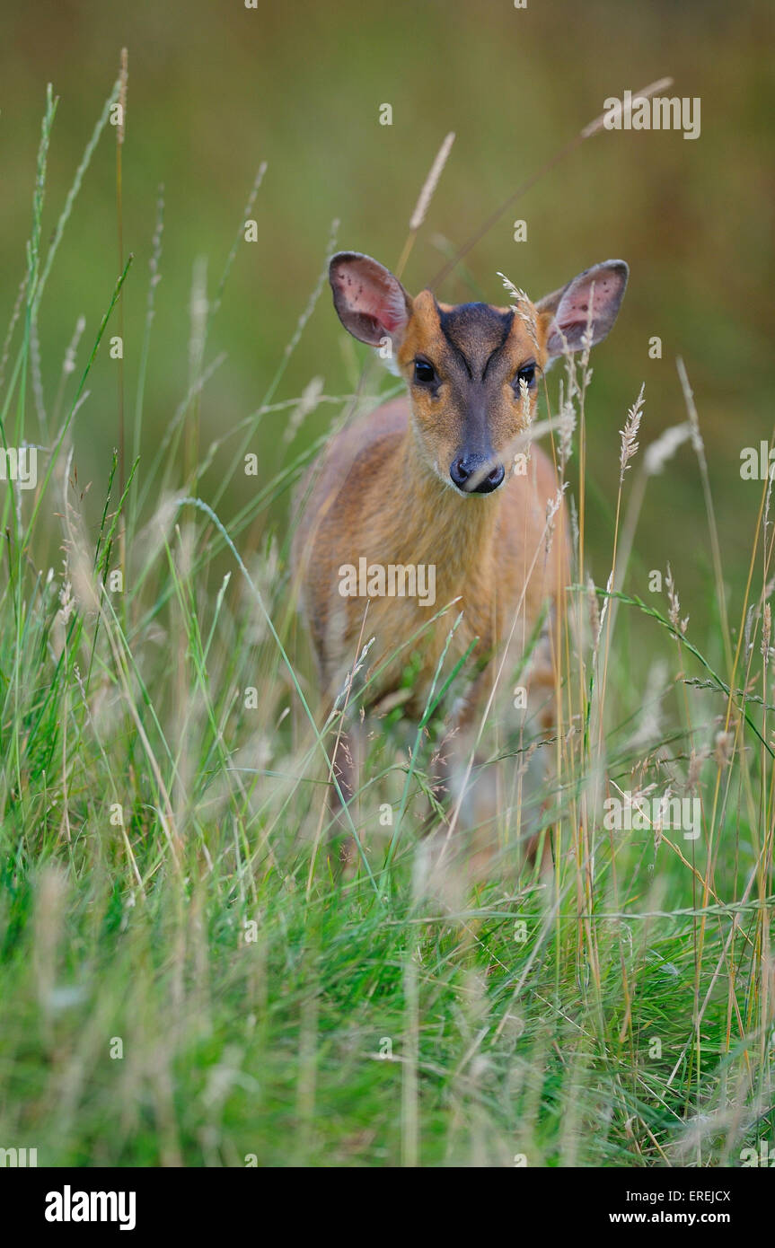 Muntjac Rotwild in lange Grashalme UK Stockfoto