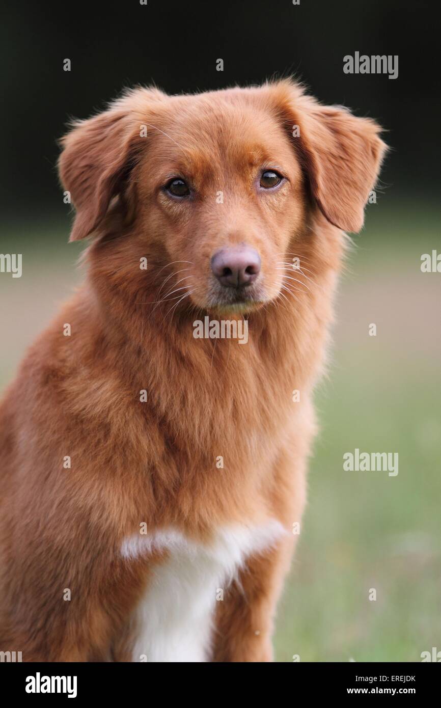 Toller Portrait Stockfoto