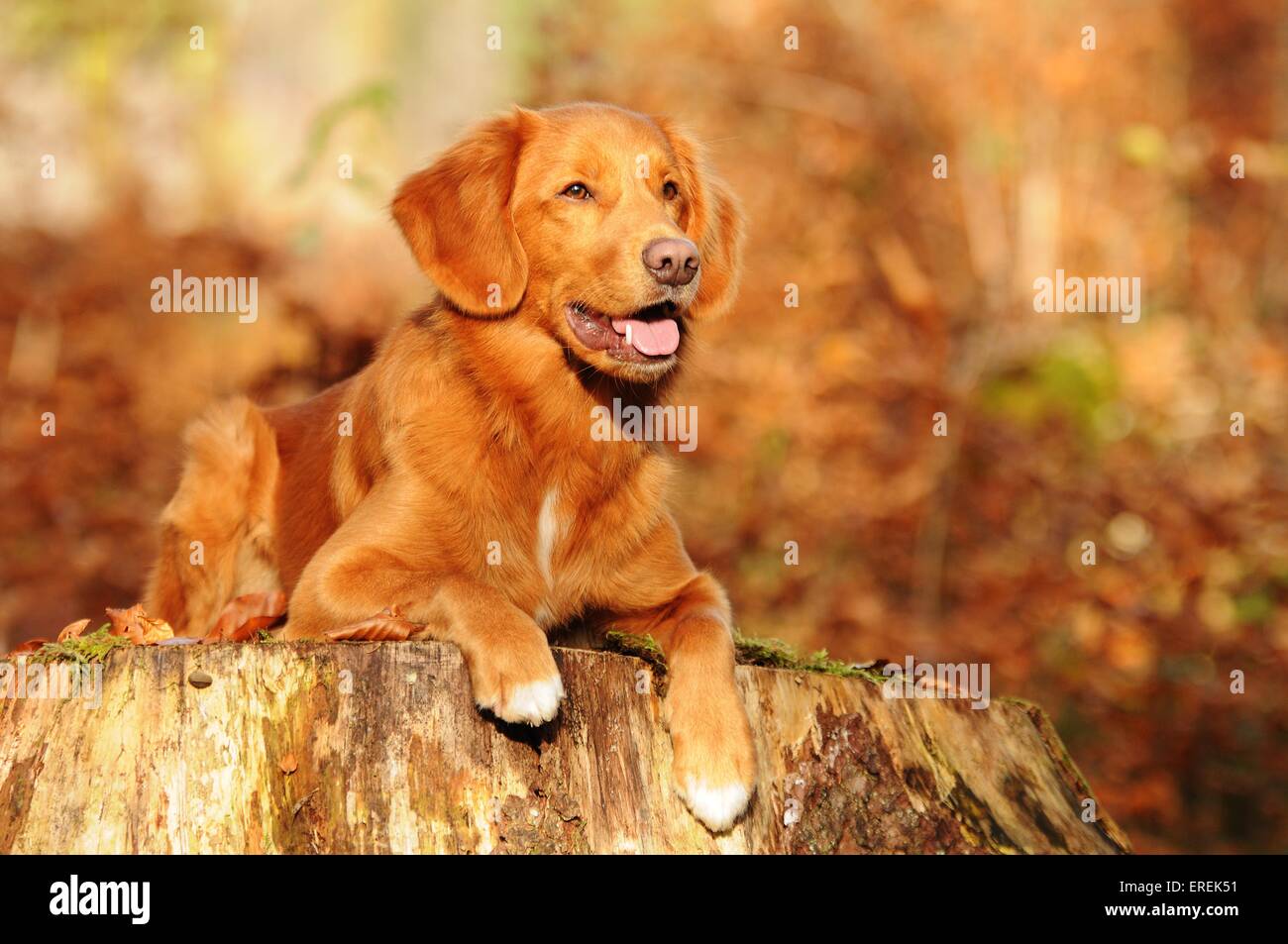 Nova Scotia Duck Tolling Retriever liegend Stockfoto