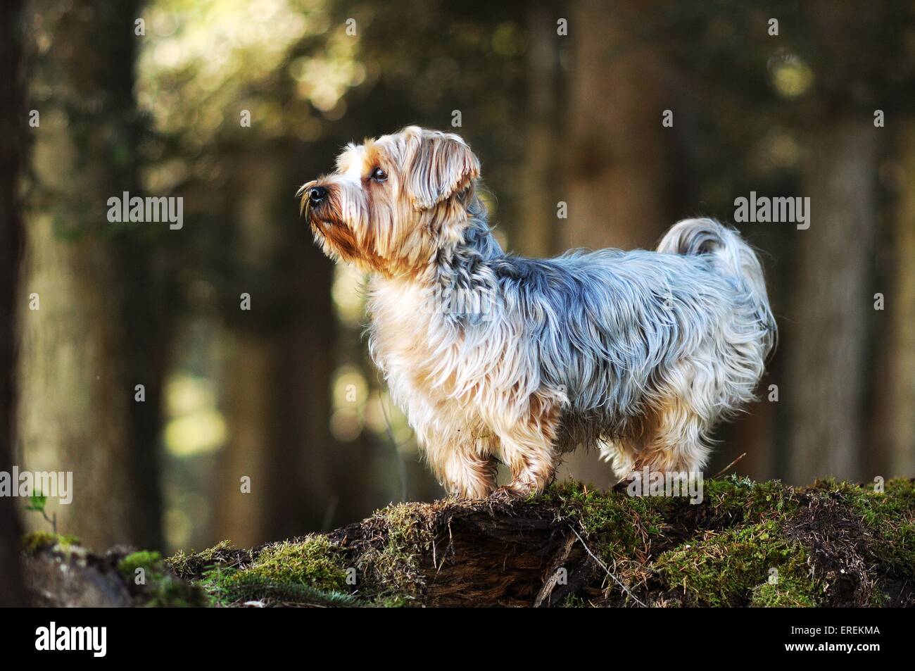 Yorkshire Terrier stehend Stockfoto