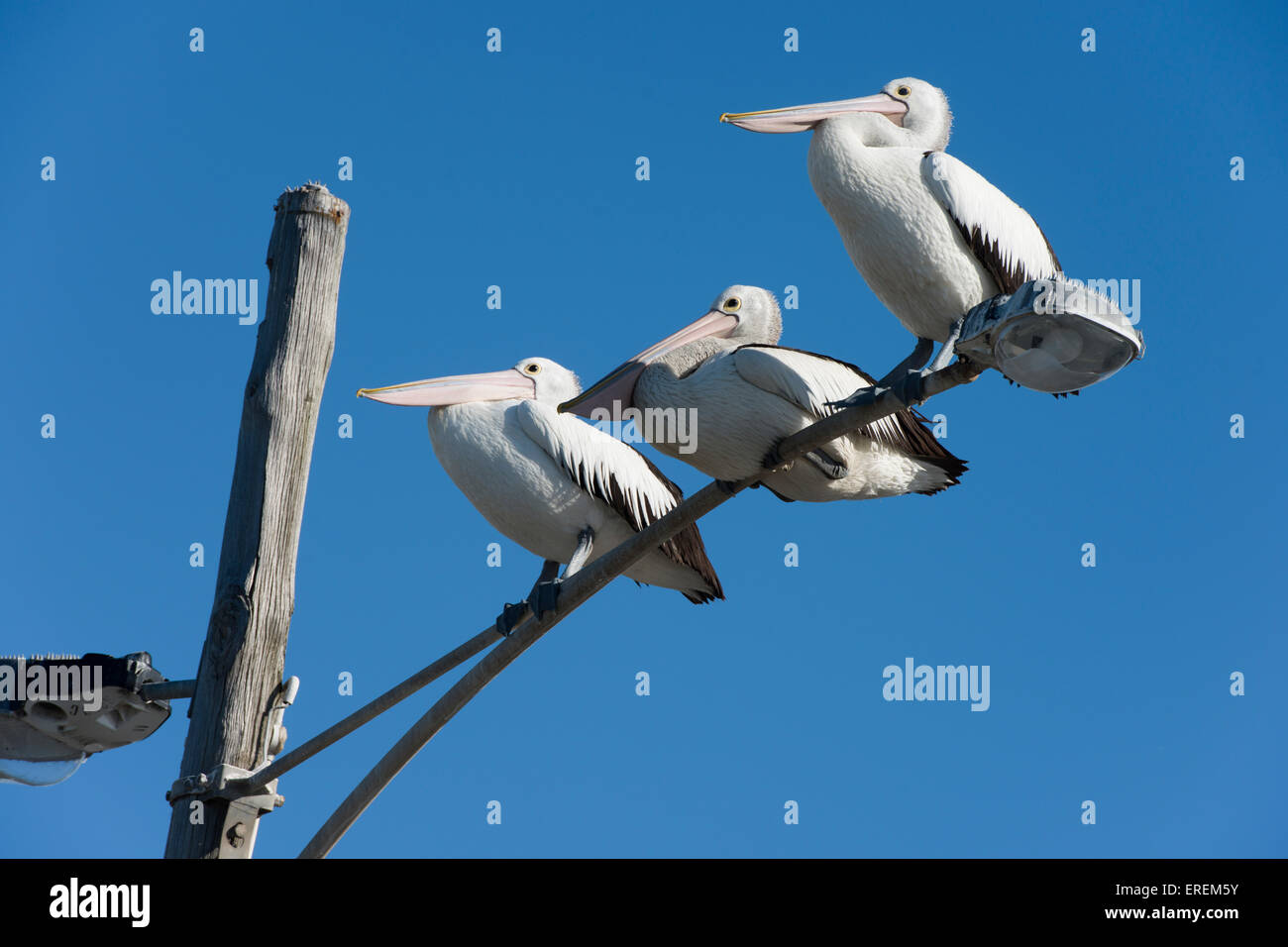 Drei australische Pelikane sitzen auf eine Straßenlaterne. Stockfoto