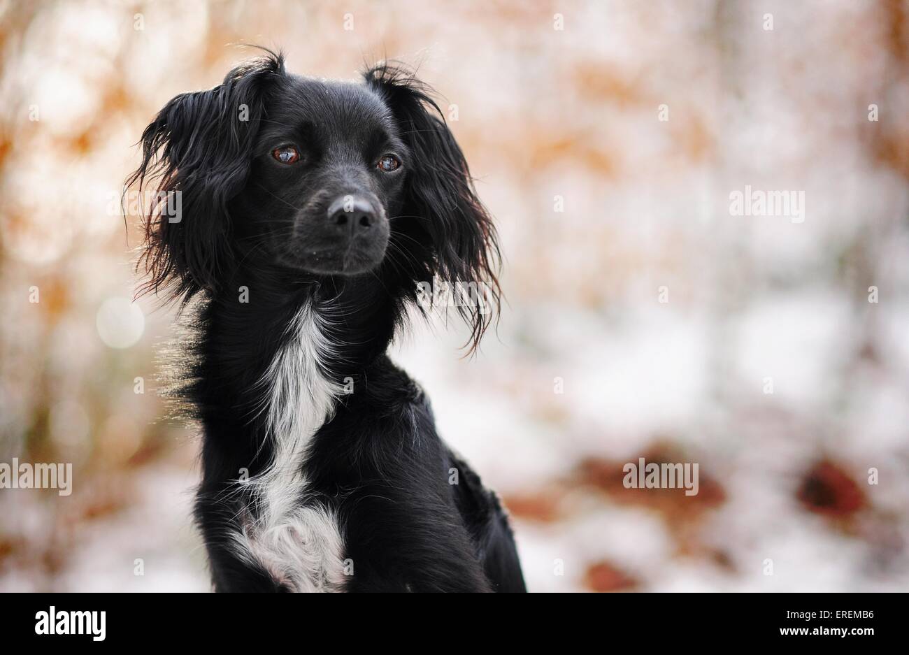 Markiesje im Schnee Stockfotografie - Alamy