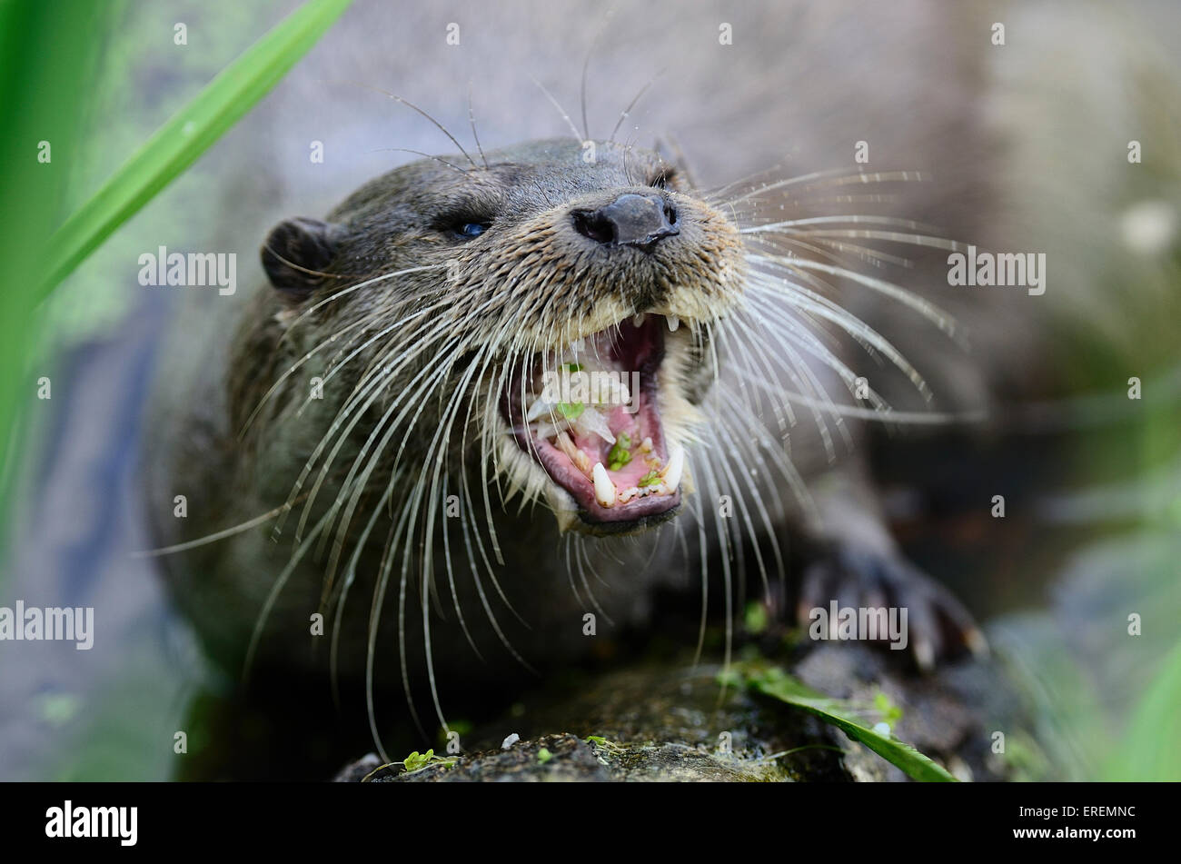 Otter mit seinem Mund Essen öffnen UK Stockfoto