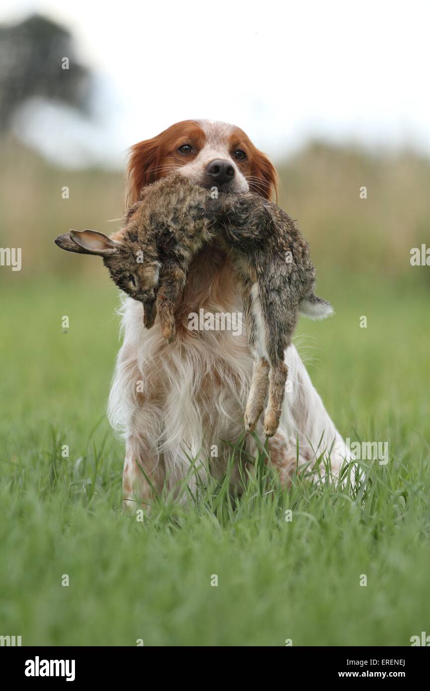 Abrufen von Epagneul Breton Stockfoto