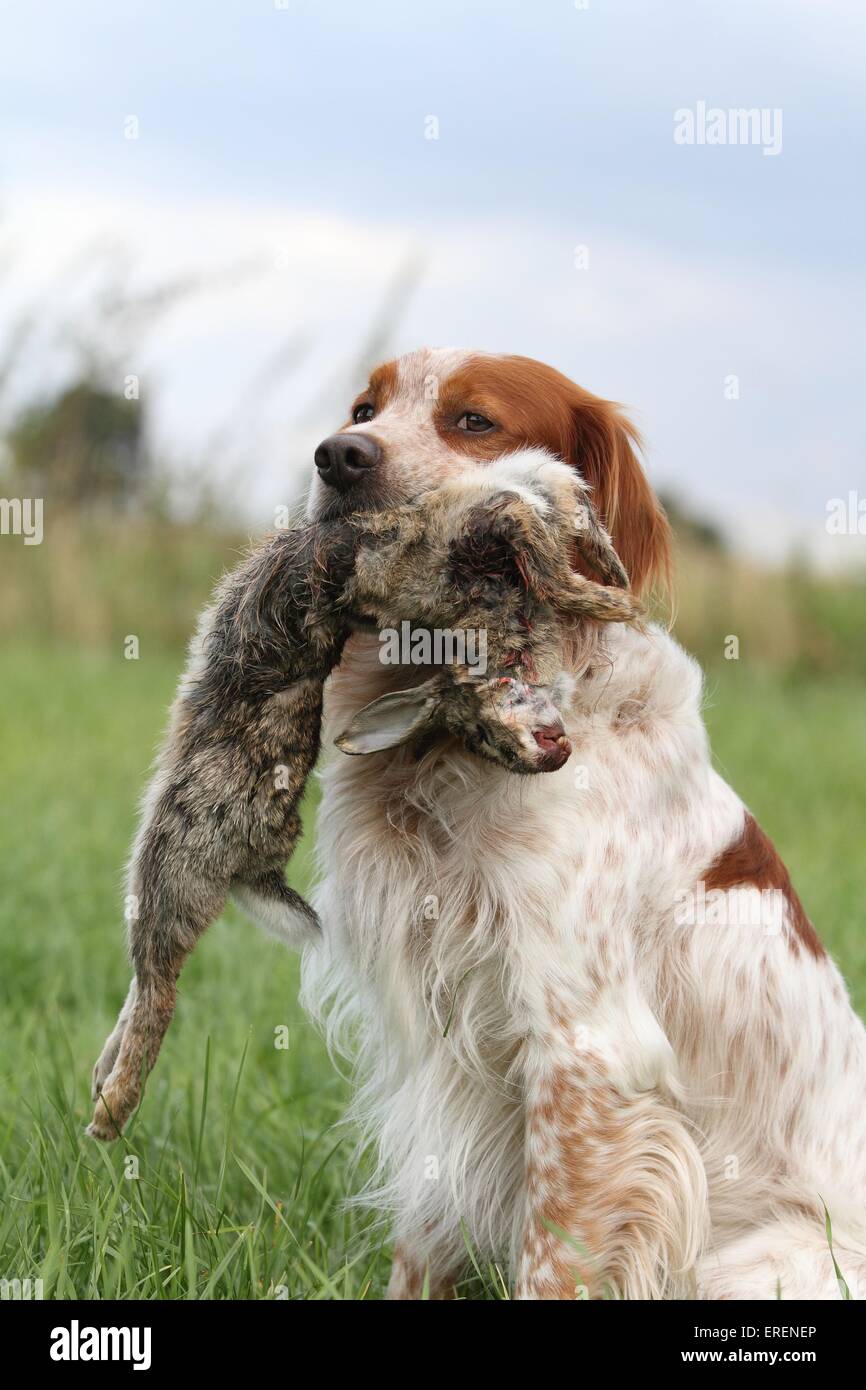 Abrufen von Epagneul Breton Stockfoto