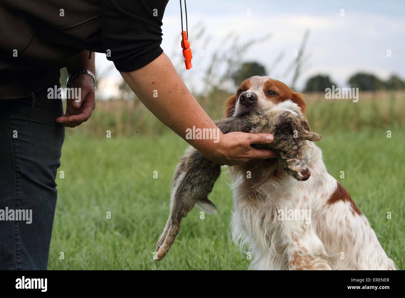 Abrufen von Epagneul Breton Stockfoto