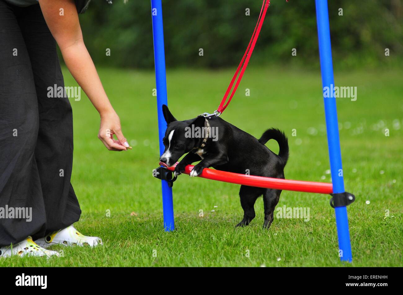 Mischling bei agility Stockfoto
