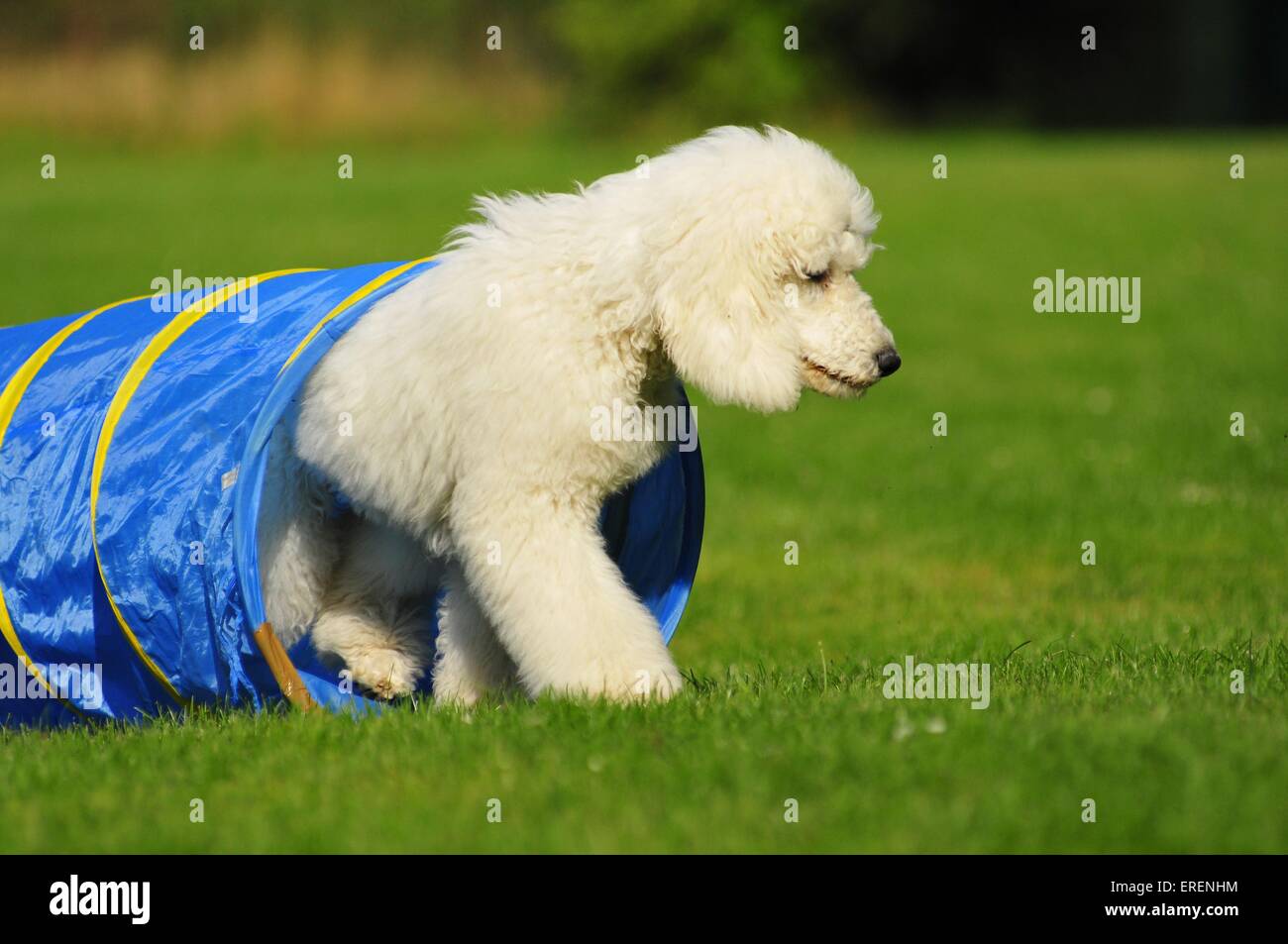 Mischling bei agility Stockfoto