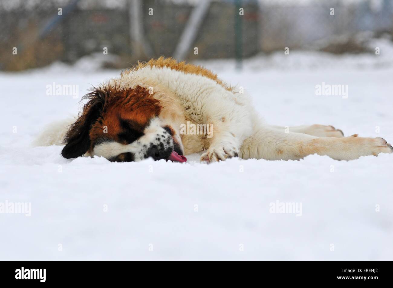 Moskauer Wachhund Stockfoto