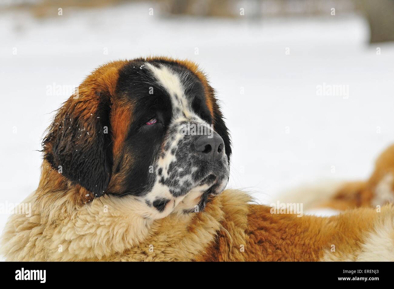 Moskauer Wachhund Portrait Stockfoto